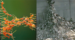 picture of ant swarm behavior alongside zombie swarm from World War Z movie
